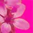 Pinkflower
