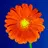 Redflower